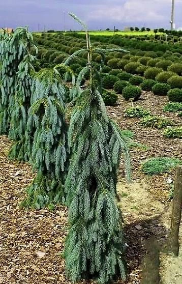 Ель Энгельмана 'Pendula'
