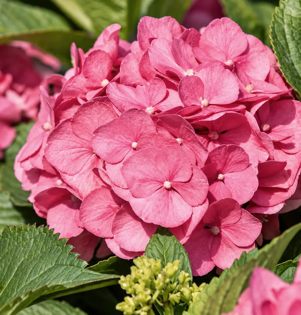 Гортензия крупнолистная 'Bouquet Rose' — изображение 4