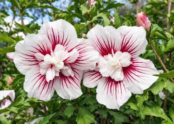 Гибискус 'Starburst Chiffon'