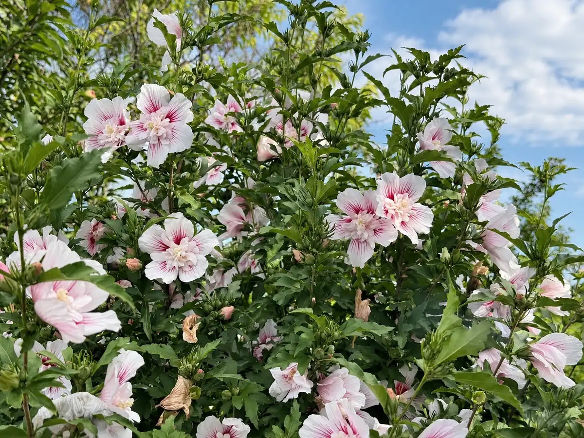 Гибискус 'Starburst Chiffon' — изображение 2