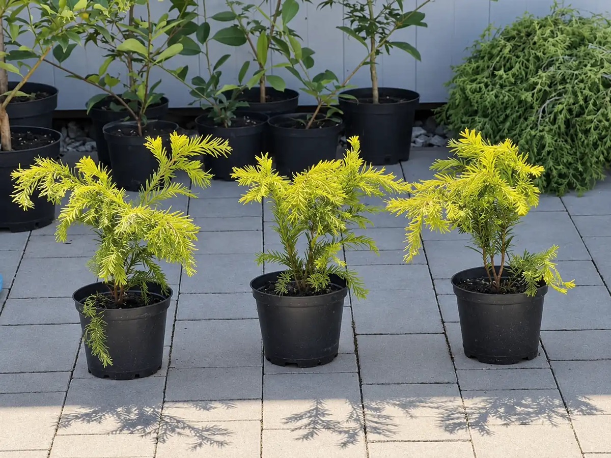 Тис Еллоу Лэнд 'Yellow Land' — изображение 3