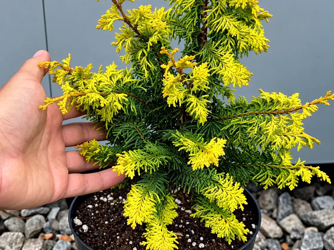 Кипарисовик тупой 'Fernspray Gold' — изображение 3