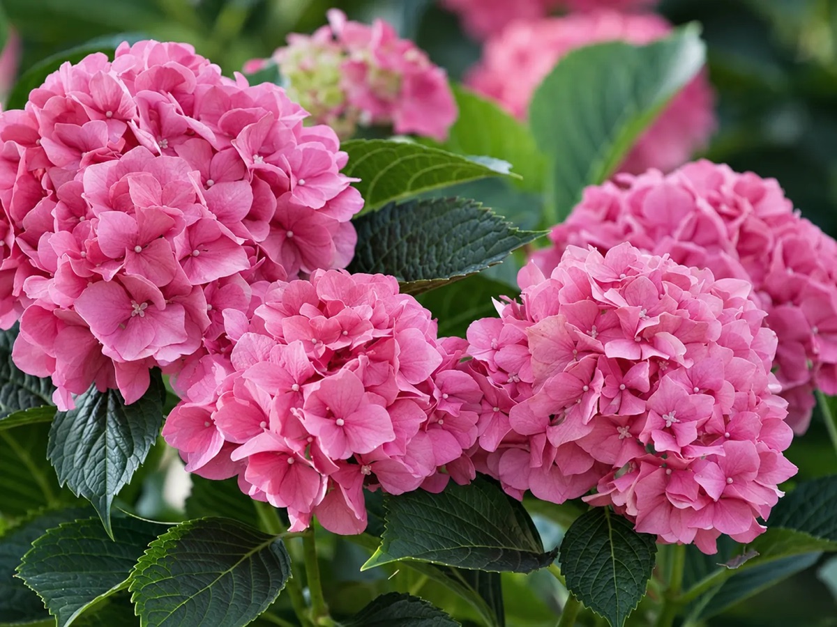 Гортензия крупнолистная 'Bouquet Rose'