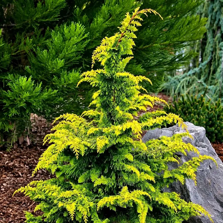 Кипарисовик тупой 'Fernspray Gold'