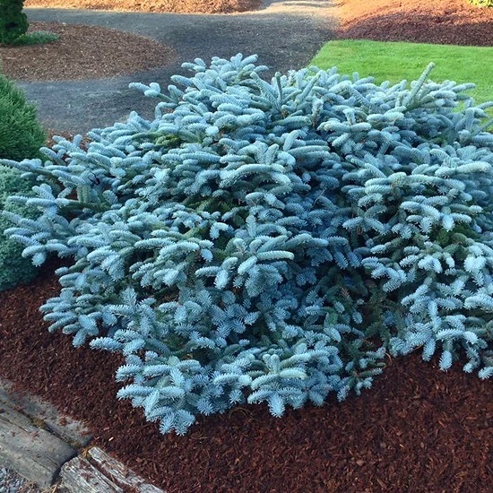 Пихта благородная 'Glauca Prostrata'