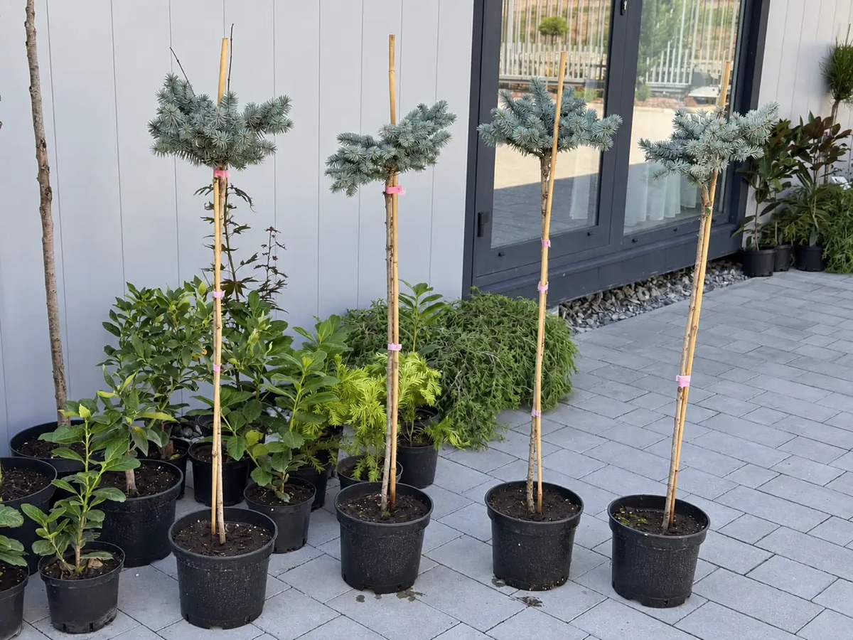 Ель Глаука Глобоза 'Glauca Globosa', штамб 1,2 м — изображение 2