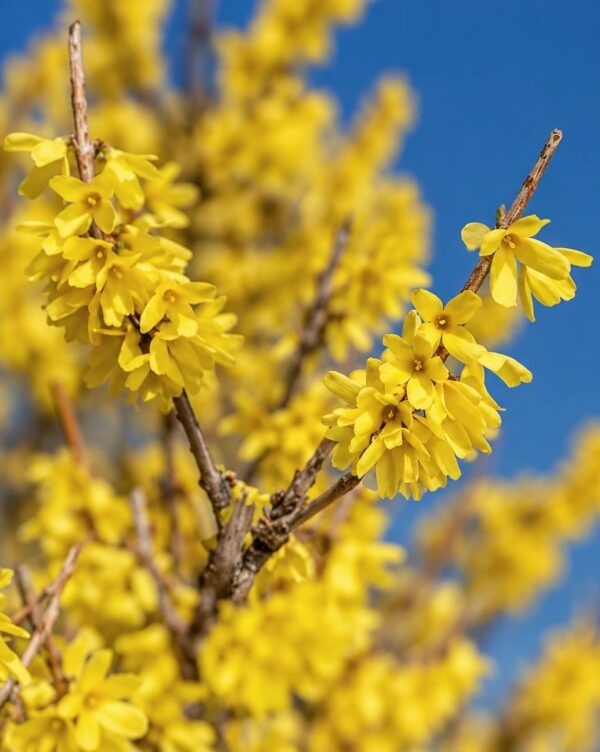 Форзиция 'Spring Fling'