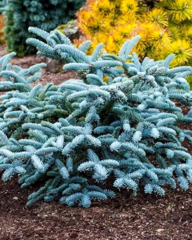 Пихта благородная 'Glauca Prostrata' — изображение 3