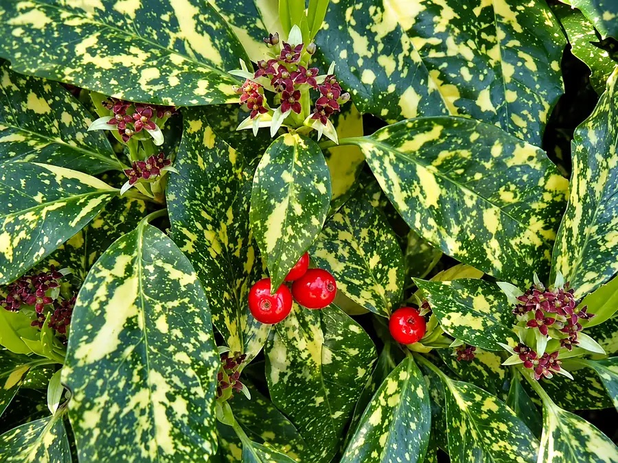 Аукуба японская 'Crotonifolia'