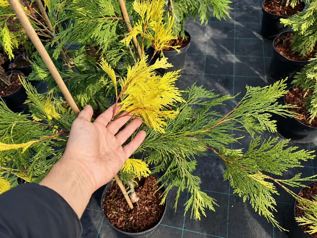 Калоцедрус Ауреовариегата 'Aureovariegata' — изображение 2