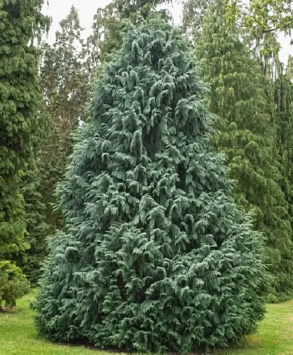 Кипарисовик нутканский Глаука 'Glauca'
