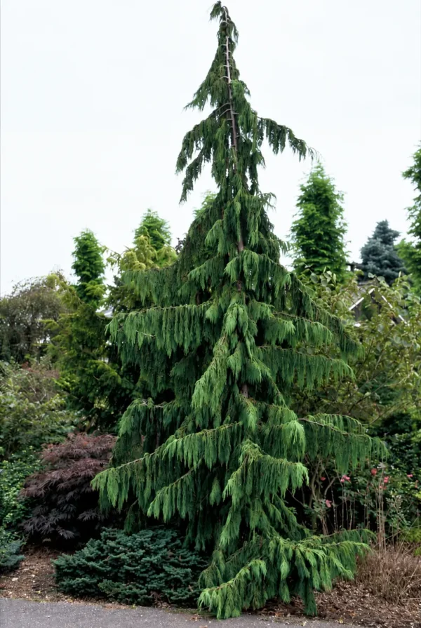 Кипарисовик нутканский Пендула 'Pendula'