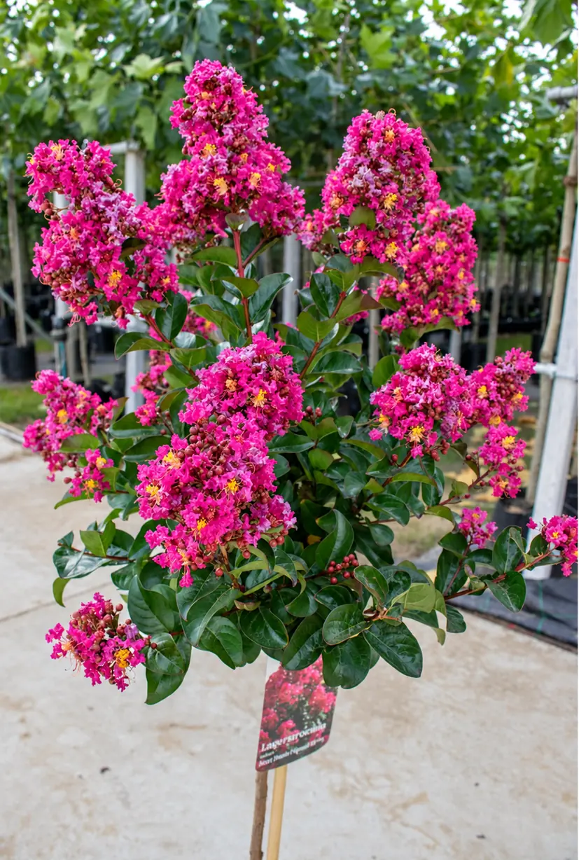 Лагерстремия Берри Даззл 'Berry Dazzle'