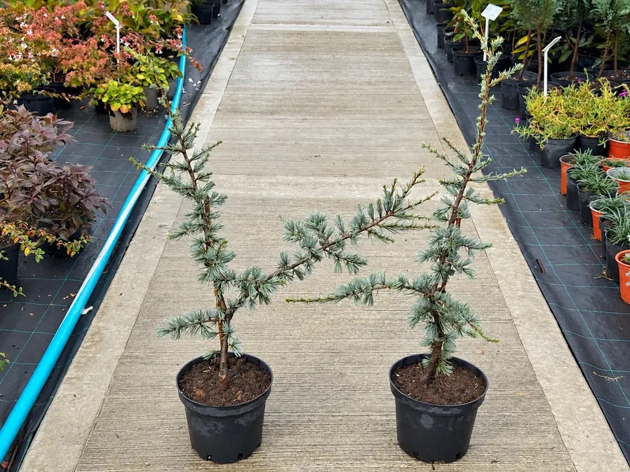 Кедр атласский Глаука 'Glauca' — фото партии