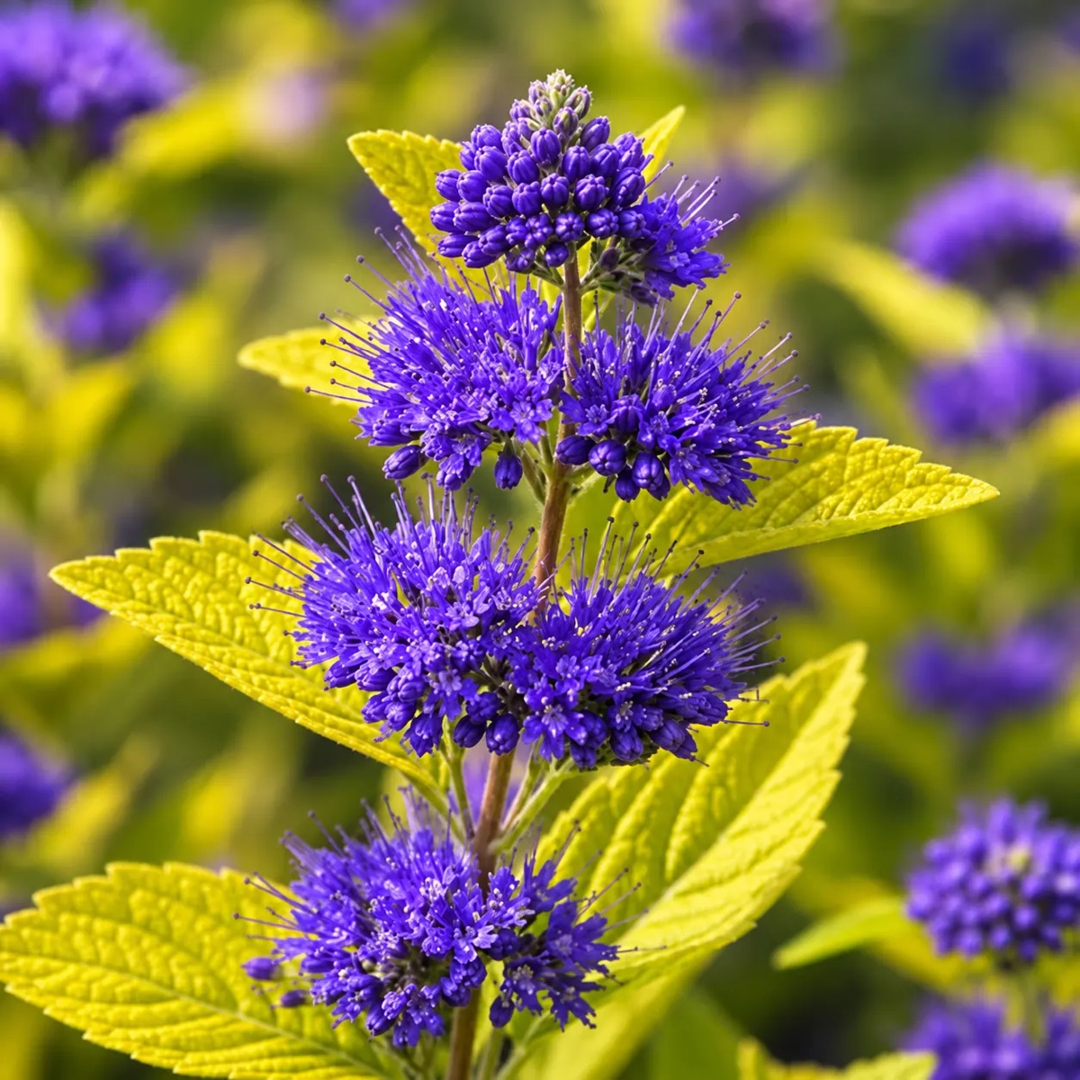 Кариоптерис кландонский Голд Крест 'Gold Crest' — изображение 3