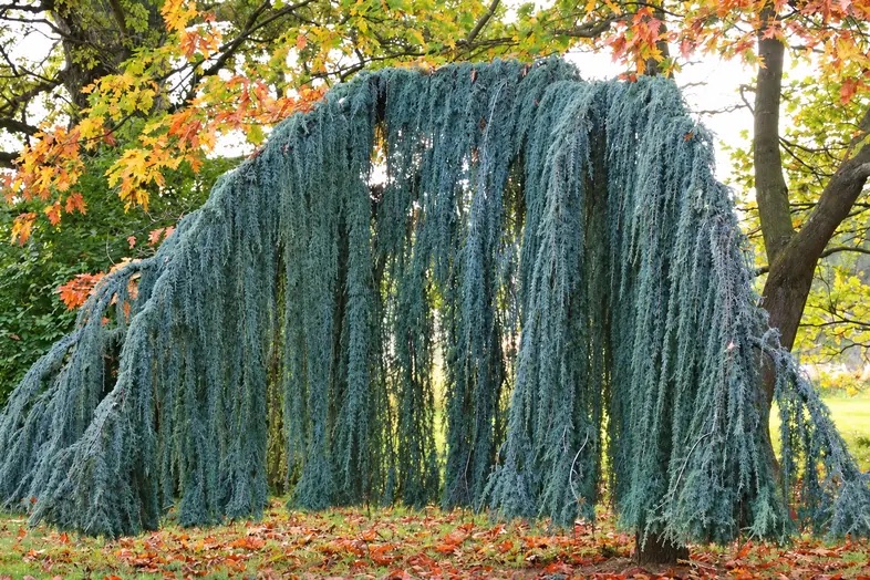 Кедр атласский Глаука Пендула 'Glauca Pendula' — изображение 3