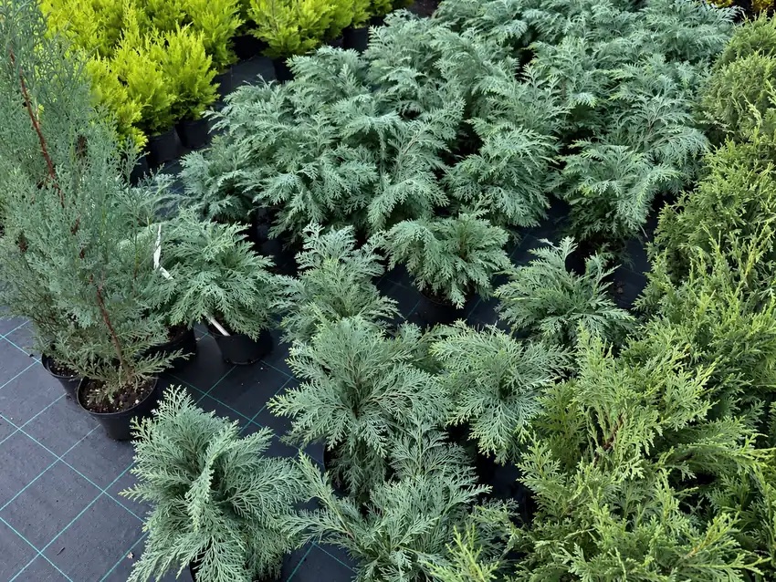 Кипарисовик Глобоза 'Globosa' — изображение 3