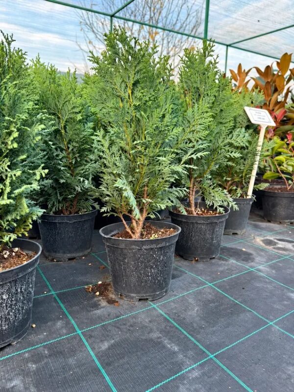 Кипарисовик нутканский Глаука 'Glauca' — фото партии