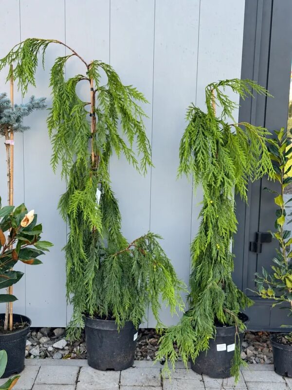 Кипарисовик нутканский Пендула 'Pendula' — фото партии