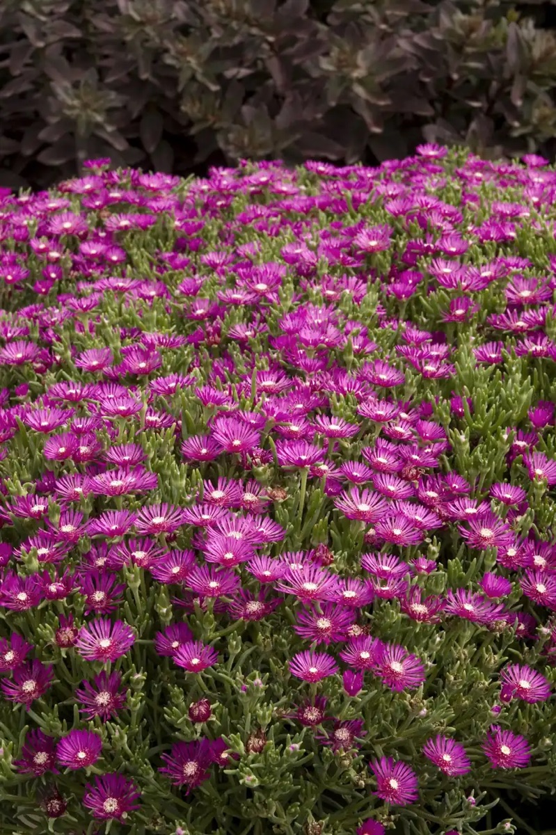 Делосперма Купера Early Bird™ Purple Ice Plant — изображение 4