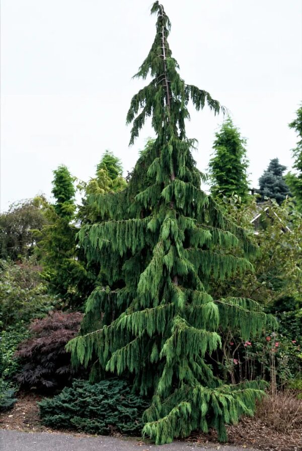 Кипарисовик нутканский Пендула 'Pendula'