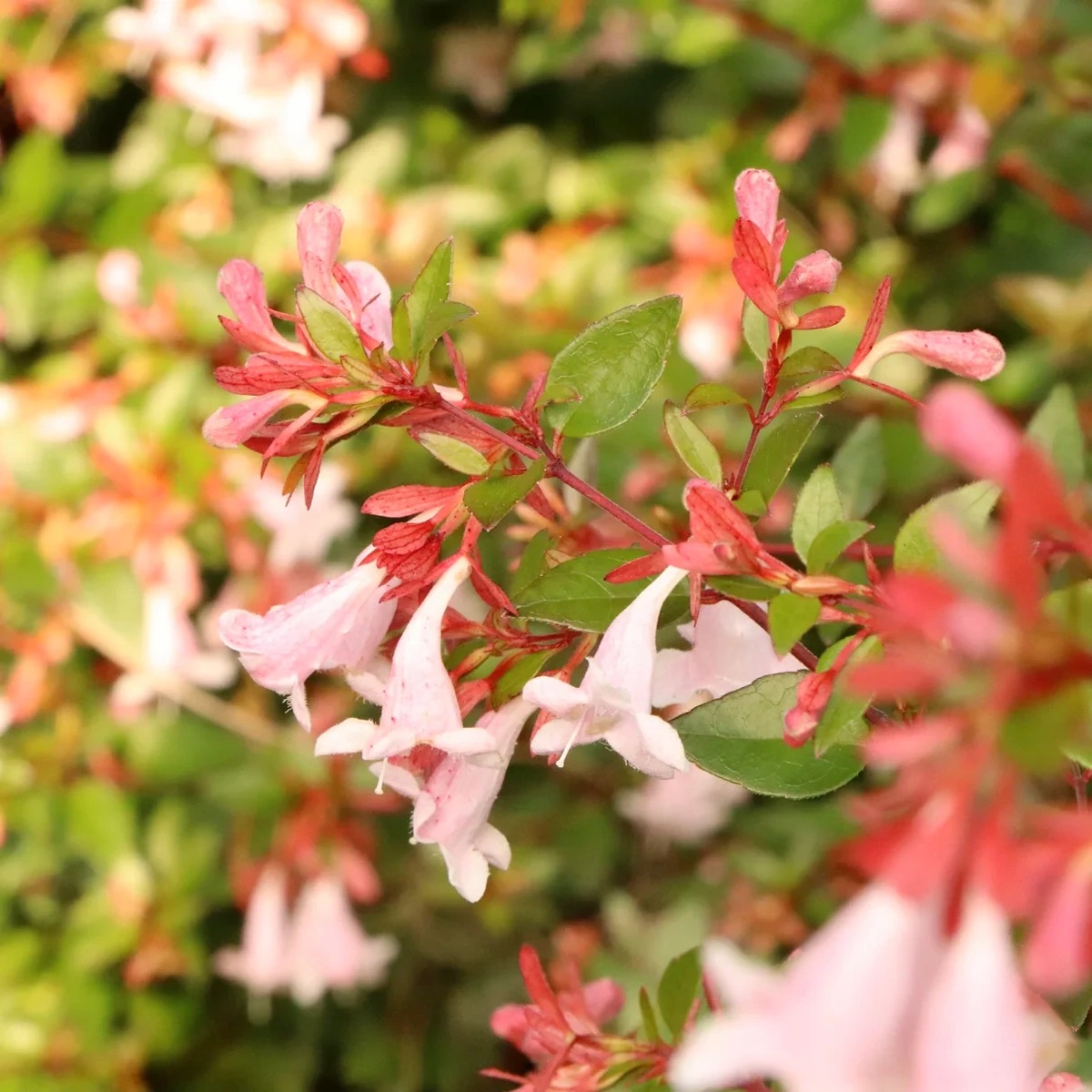 Абелия крупноцветковая GLOSSY ABELIA