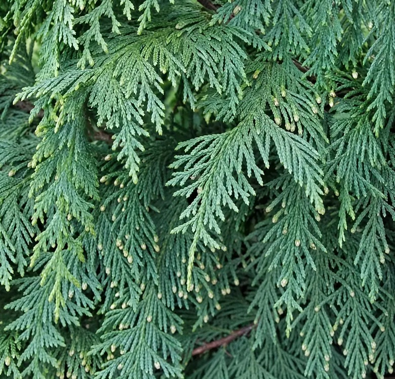 Кипарисовик нутканский Глаука 'Glauca' — изображение 2