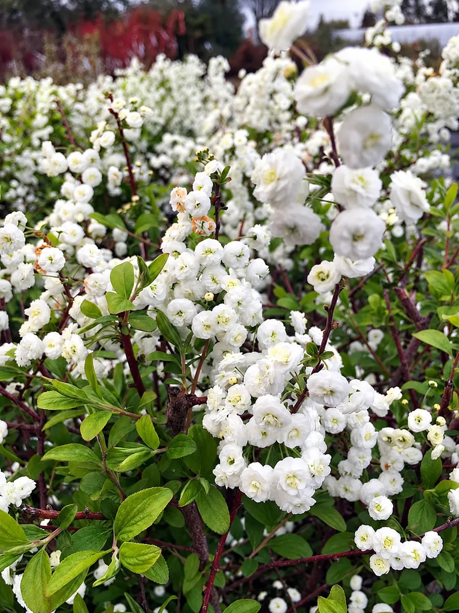 Спирея сливолистная Плена 'Plena' — изображение 4