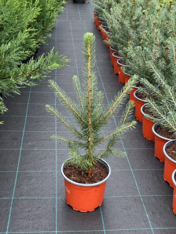 Ель колючая Глаука 'Glauca' — фото партии