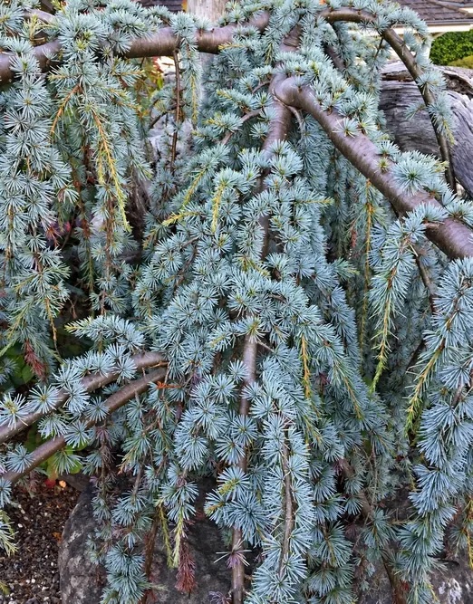 Кедр атласский Глаука Пендула 'Glauca Pendula' — изображение 2