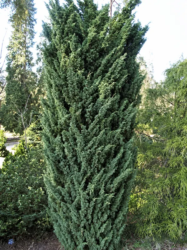 Можжевельник китайский Блаув 'Blaauw'