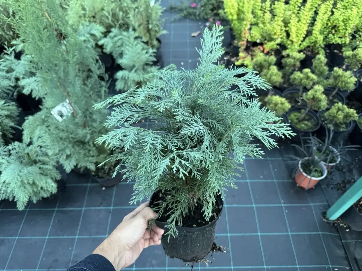 Кипарисовик Глобоза 'Globosa' — изображение 2