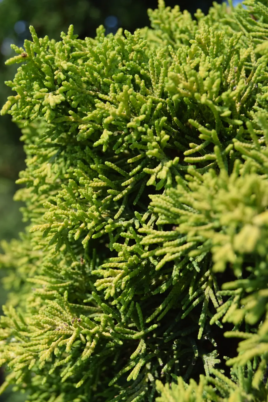 Можжевельник китайский Плюмоза Аурея 'Plumosa Aurea' — изображение 3