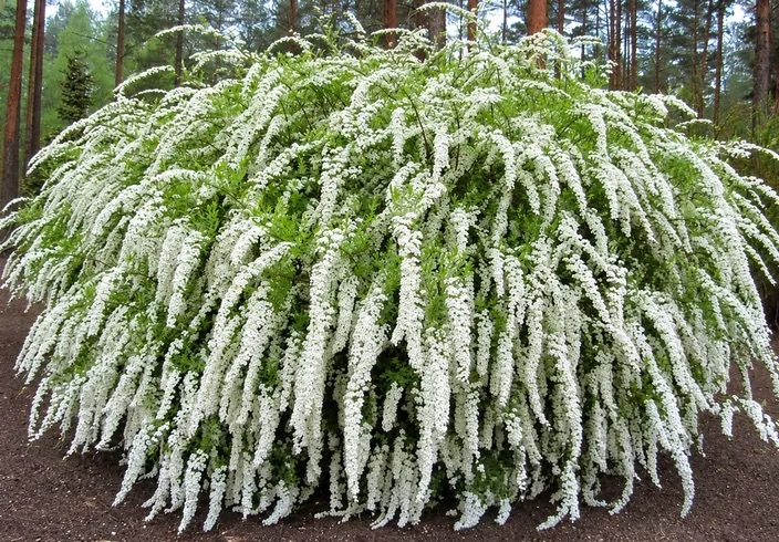 Спирея серая Грефшейм 'Grefsheim'