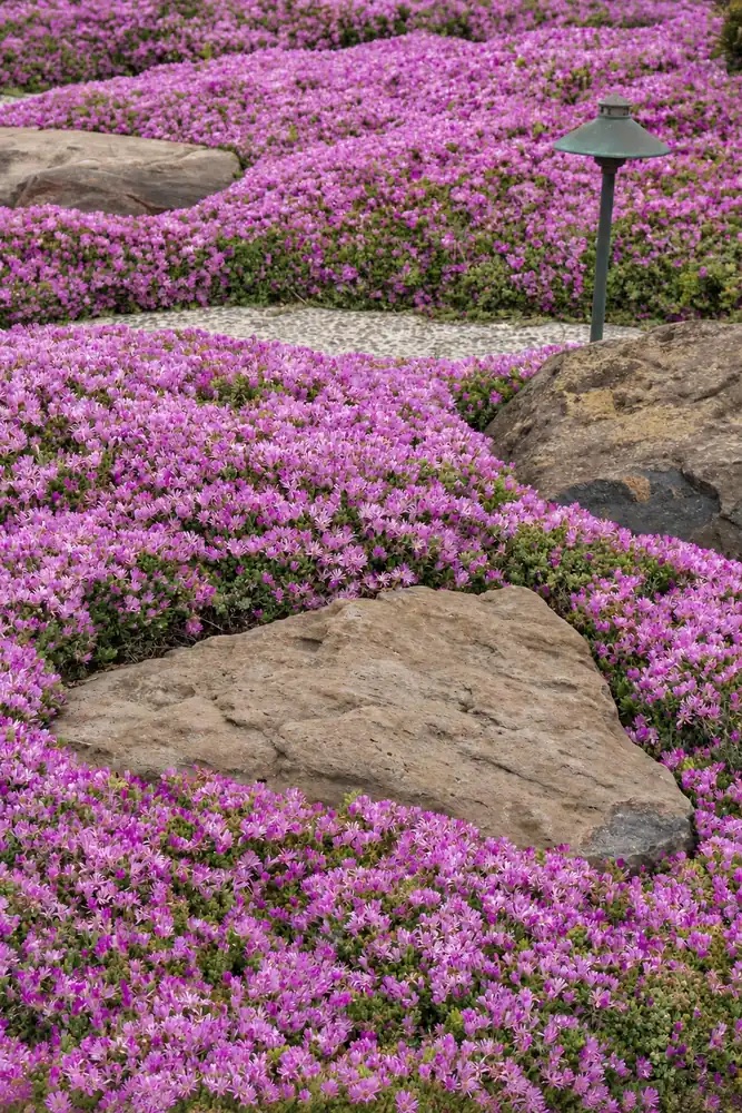 Делосперма Купера Early Bird™ Purple Ice Plant — изображение 2