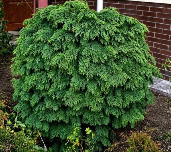 Кипарисовик Глобоза 'Globosa'
