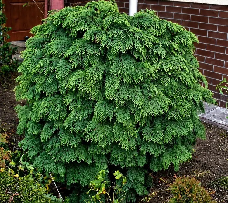 Кипарисовик Глобоза 'Globosa'