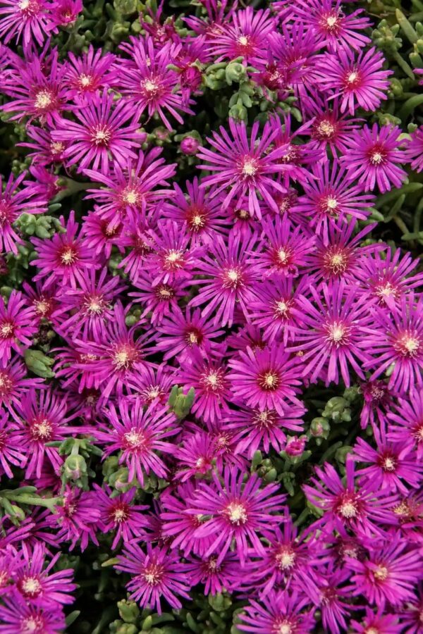 Делосперма Купера Early Bird™ Purple Ice Plant