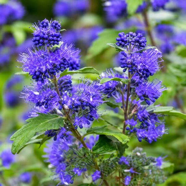 Кариоптерис кландонский Кью Блю 'Kew Blue'