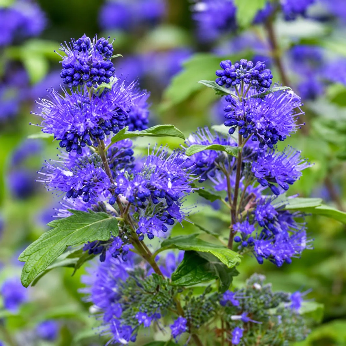 Кариоптерис кландонский Кью Блю 'Kew Blue'