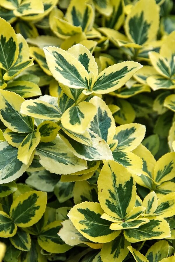 Бересклет Форчуна Эмеральд Голд 'Emerald 'n' Gold'