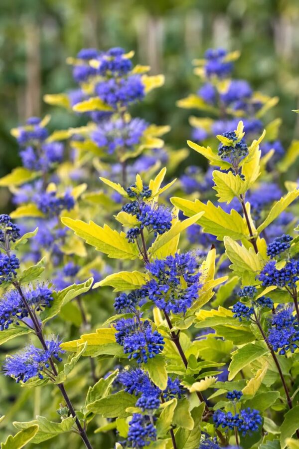 Кариоптерис кландонский Голд Крест 'Gold Crest'