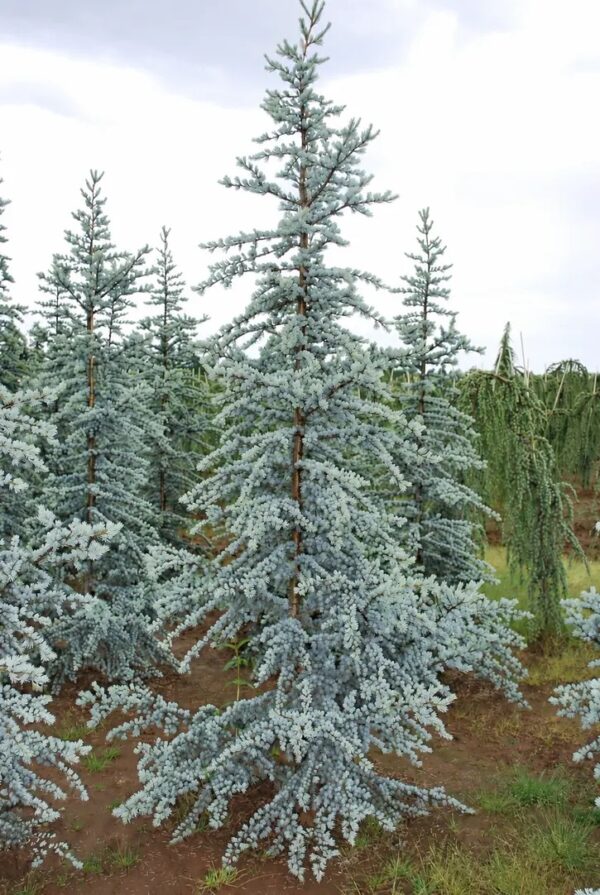 Кедр атласский Глаука 'Glauca'