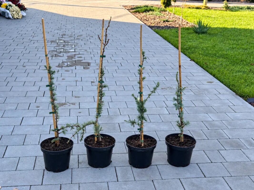 Кедр атласский Глаука Пендула 'Glauca Pendula' — фото партии