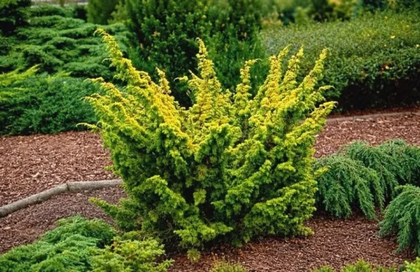 Можжевельник китайский Плюмоза Аурея 'Plumosa Aurea'