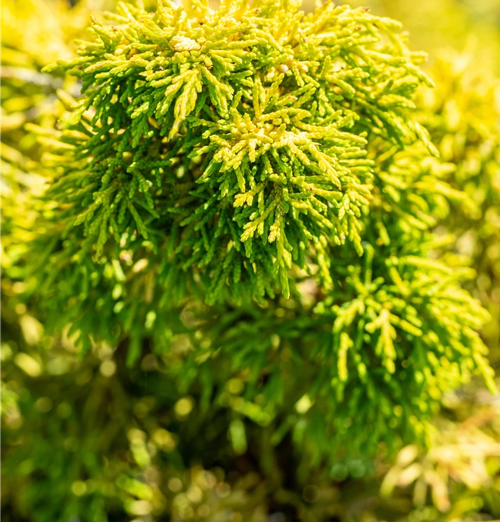 Можжевельник китайский Плюмоза Аурея 'Plumosa Aurea' — изображение 2