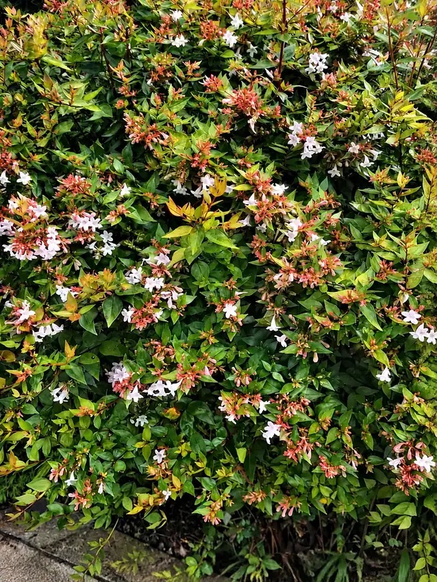 Абелия крупноцветковая GLOSSY ABELIA