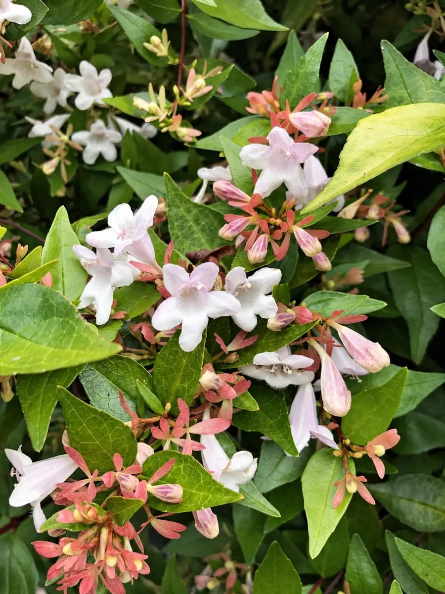 Абелия крупноцветковая GLOSSY ABELIA
