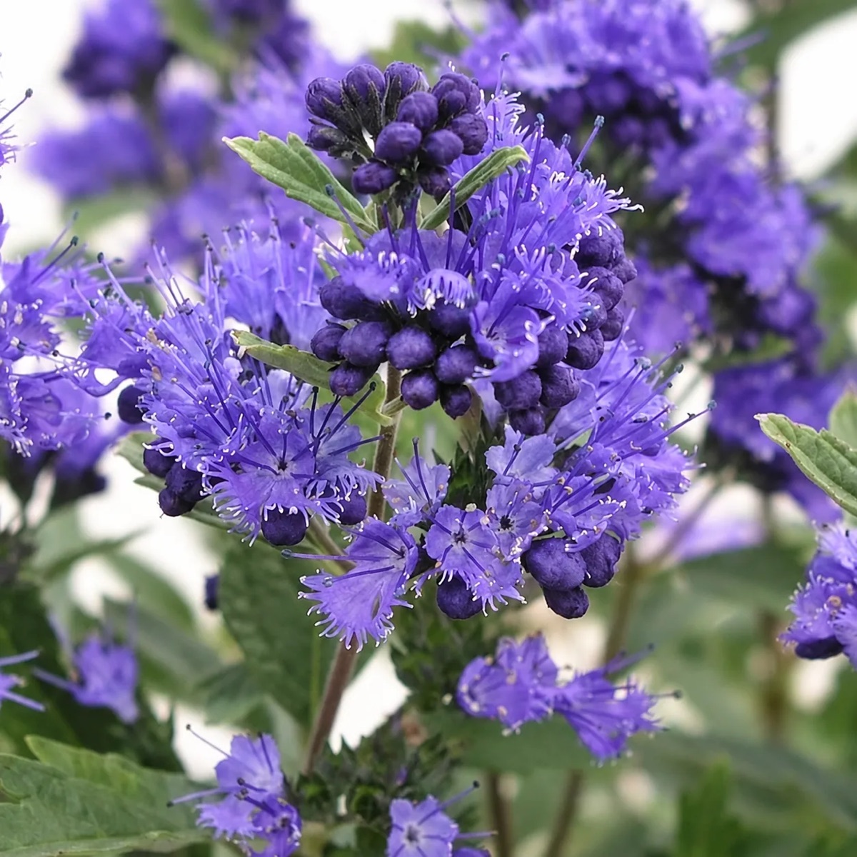 Кариоптерис кландонский Кью Блю 'Kew Blue' — изображение 3